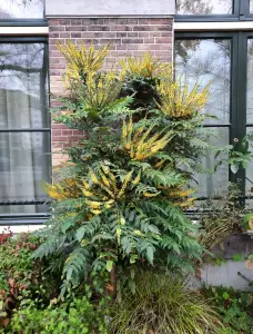 Jacquelien 03 Nog een Mahonia